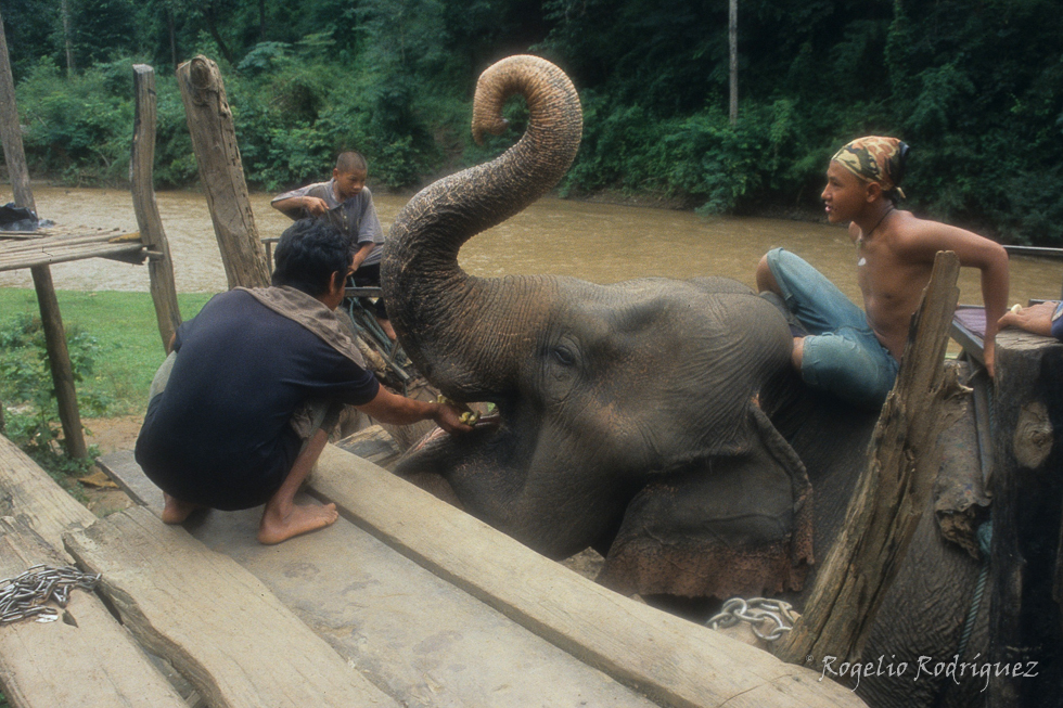 Imagen 26 de la galería de Tailandia